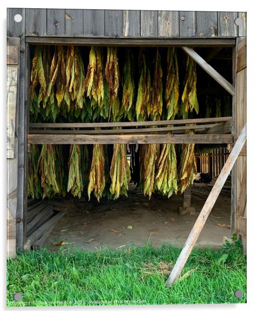 The Golden Tobacco Harvest Acrylic by Deanne Flouton