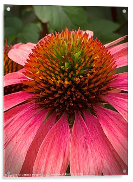 Regal Red Coneflower Acrylic by Deanne Flouton