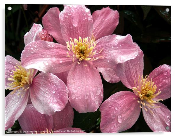 Rain Kissed Pink Clematis Acrylic by Deanne Flouton