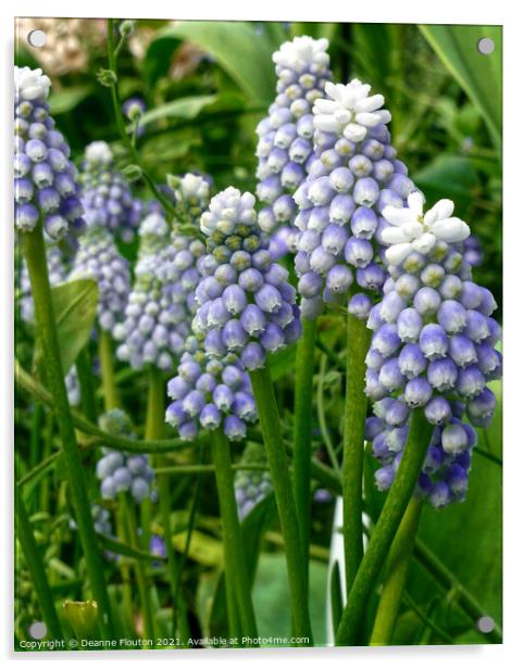 Graceful and Fragrant Lavender Muscari Acrylic by Deanne Flouton
