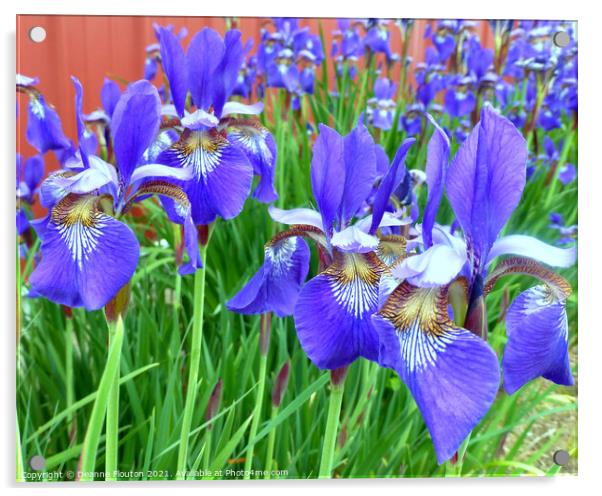 Blue Flag Iris Acrylic by Deanne Flouton