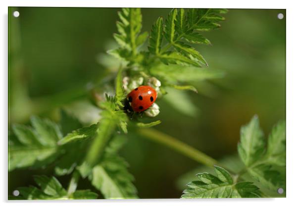 Ladybug Acrylic by Chris Smith