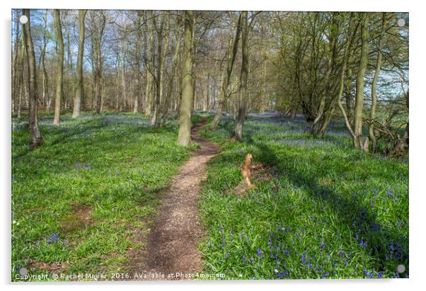 Bluebell woodland, Essex Acrylic by Rachel Mower