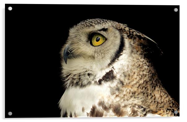  Great Horned Owl Portrait Acrylic by Ashley Jackson