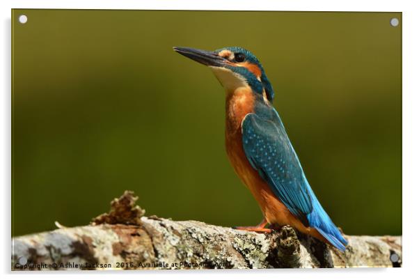 Proud Kingfisher Acrylic by Ashley Jackson