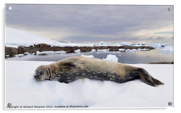 Contented Weddell Seal Acrylic by Richard Simpson
