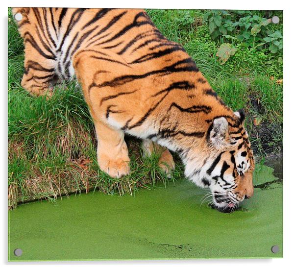 Thirsty Tiger Acrylic by Gail Porthouse
