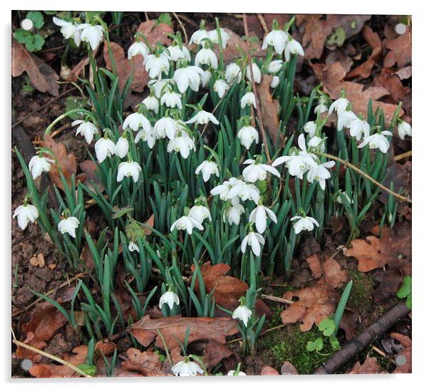 Snowdrops in the winter Acrylic by Gail Porthouse