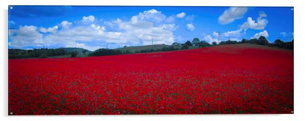 Poppy Field Acrylic by Ian Moses