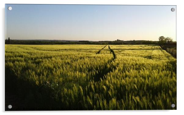 Field in the sunset Acrylic by Muriel Lambolez