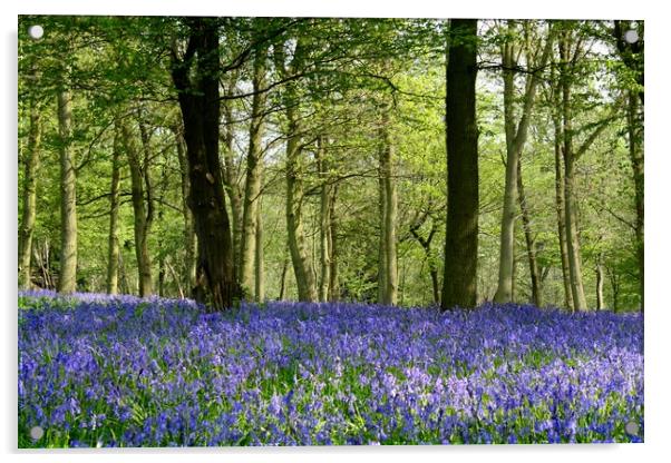 Bluebell woods Acrylic by Pete Bresser