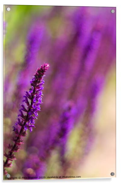 Purple Salvias Acrylic by Pete Bresser