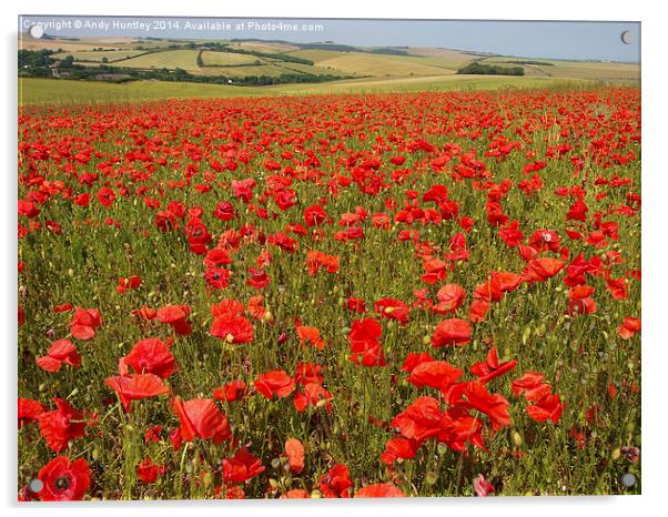 Field of Poppies Acrylic by Andy Huntley
