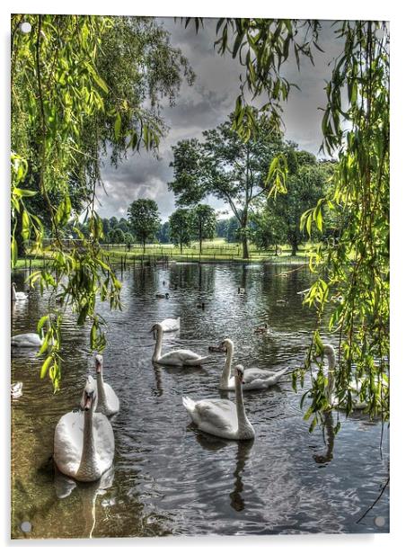 Swan Lake Acrylic by Andy Huntley