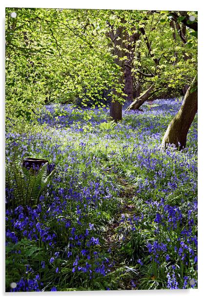 Bluebells in Priors Wood Acrylic by Carolyn Eaton