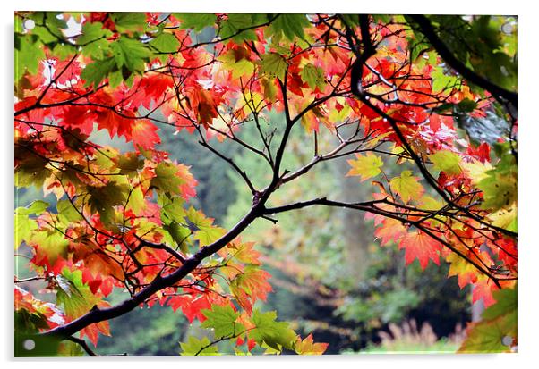Autumn Japanese Maple Acrylic by Carolyn Eaton