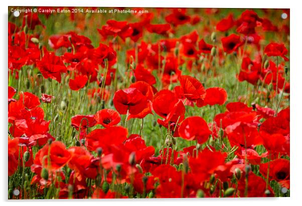  Field of Poppies Acrylic by Carolyn Eaton