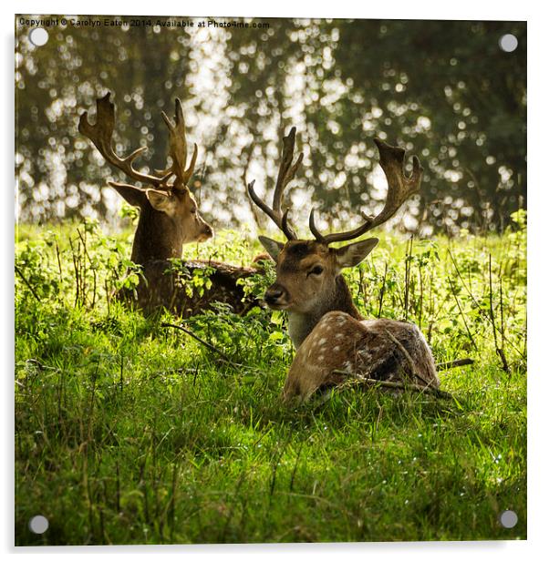  Young Stags Acrylic by Carolyn Eaton