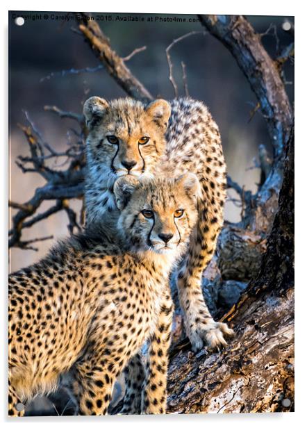  Cheetah Cubs Acrylic by Carolyn Eaton