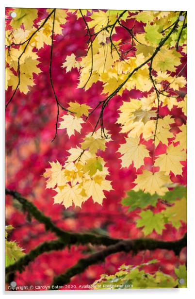 Autumn Colour Acrylic by Carolyn Eaton