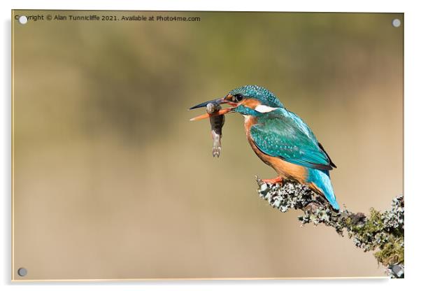 female kingfisher Acrylic by Alan Tunnicliffe