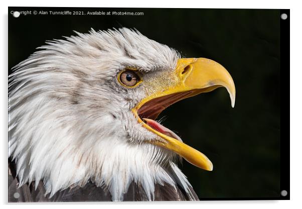 bald eagle Acrylic by Alan Tunnicliffe