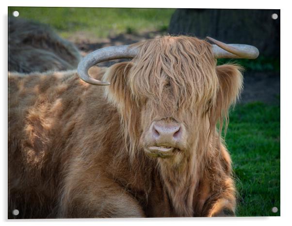 Highland cattle Acrylic by Alan Tunnicliffe