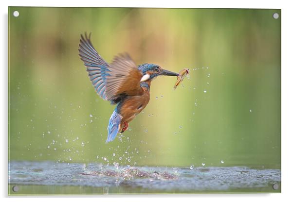 Kingfisher with catch Acrylic by Alan Tunnicliffe