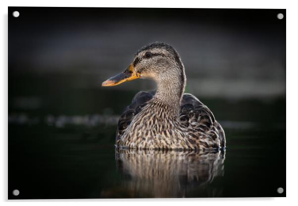 female mallard Acrylic by Alan Tunnicliffe