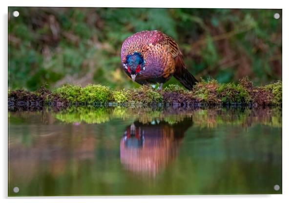 male pheasant Acrylic by Alan Tunnicliffe