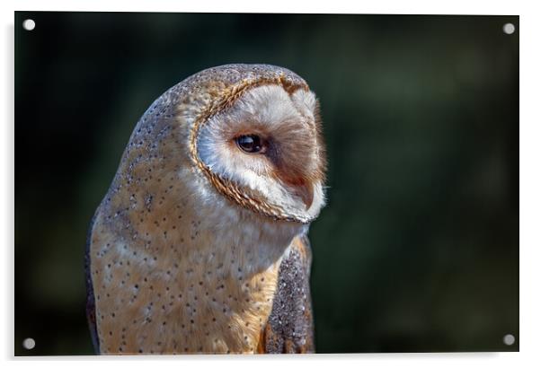 barn owl Acrylic by Alan Tunnicliffe