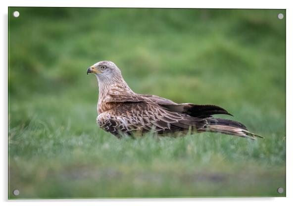 Red kite Acrylic by Alan Tunnicliffe