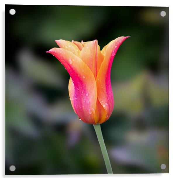 Tulip Acrylic by Alan Tunnicliffe