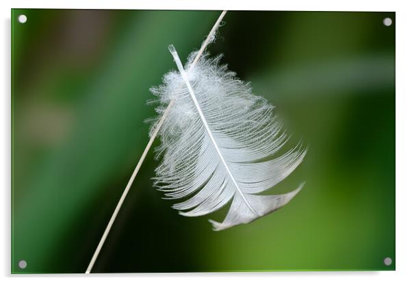 feather Acrylic by Alan Tunnicliffe