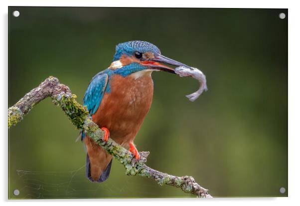 Kingfisher Acrylic by Alan Tunnicliffe