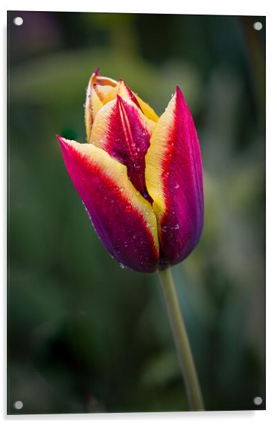two coloured tulip Acrylic by Alan Tunnicliffe