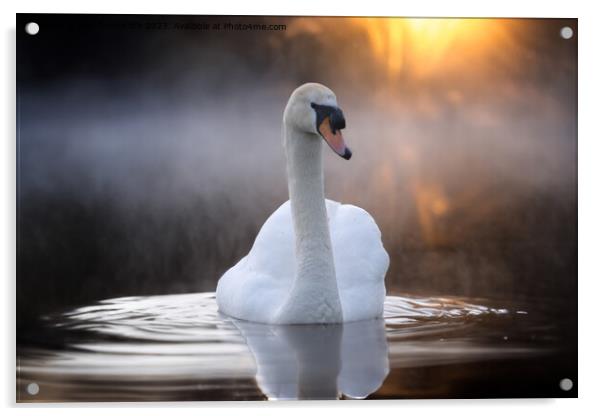 Graceful Swan on a Serene Lake Acrylic by Alan Tunnicliffe