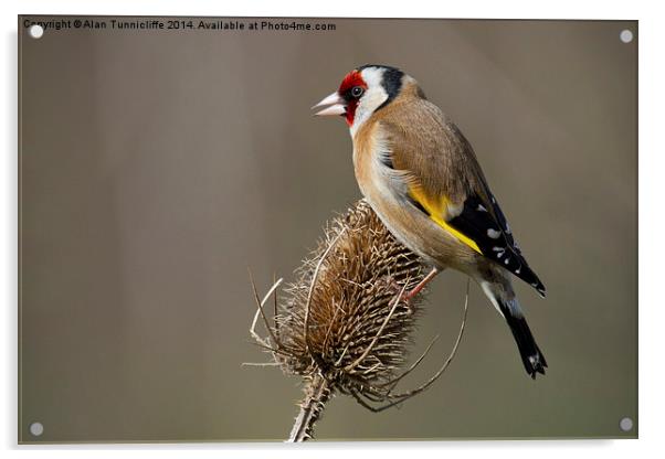 The Majestic european goldfinch Acrylic by Alan Tunnicliffe