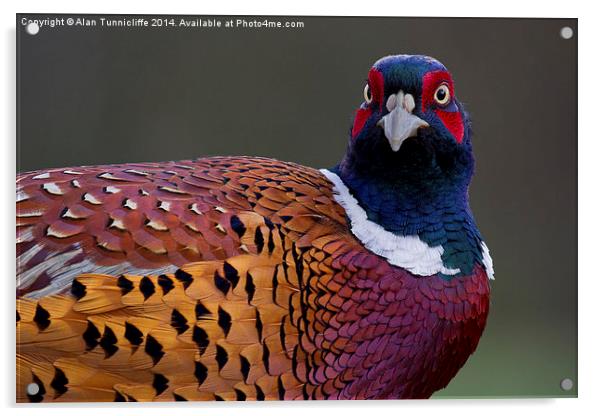Majestic male pheasant Acrylic by Alan Tunnicliffe