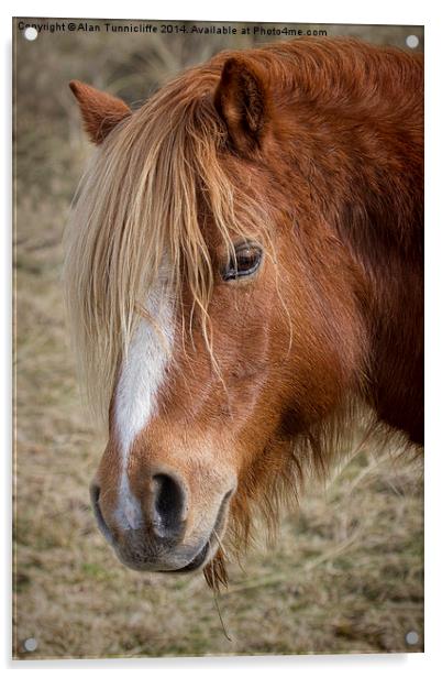 Majestic wild pony on llanddwyn island Acrylic by Alan Tunnicliffe