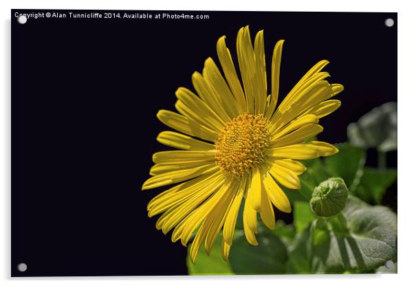 common yellow fleabane Acrylic by Alan Tunnicliffe