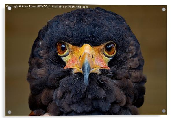 bateleur eagle Acrylic by Alan Tunnicliffe