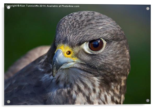 Portrait of a Falcon Acrylic by Alan Tunnicliffe