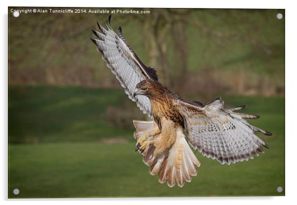 Majestic redhtailed hawk flying Acrylic by Alan Tunnicliffe