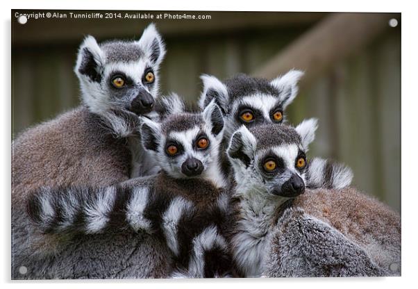 Lemur family Acrylic by Alan Tunnicliffe