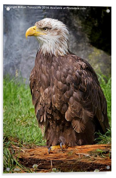  Bald Eagle Acrylic by Alan Tunnicliffe