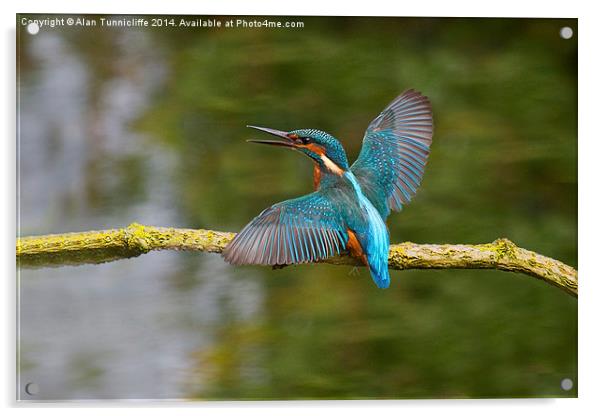  Kingfisher Acrylic by Alan Tunnicliffe