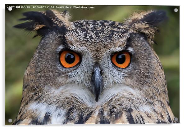  Eagle Owl Acrylic by Alan Tunnicliffe