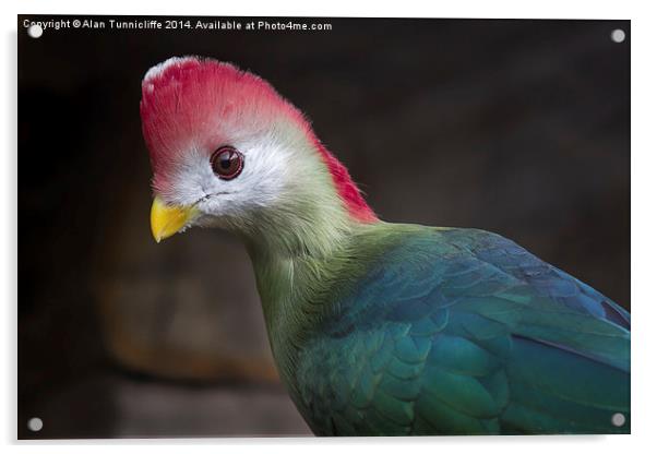  Red-crested turaco Acrylic by Alan Tunnicliffe