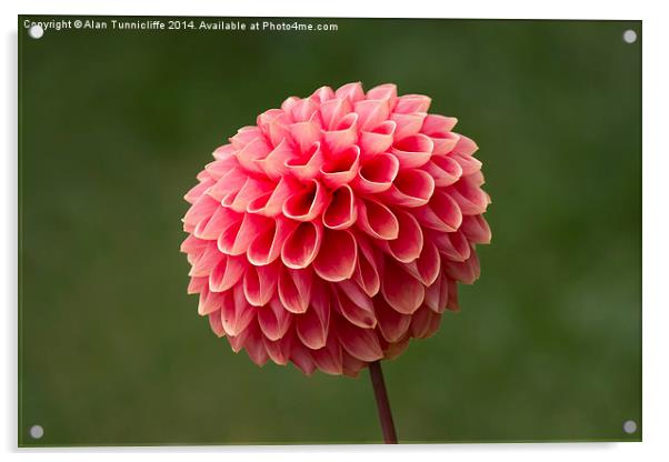  Dahlia in Bloom Acrylic by Alan Tunnicliffe